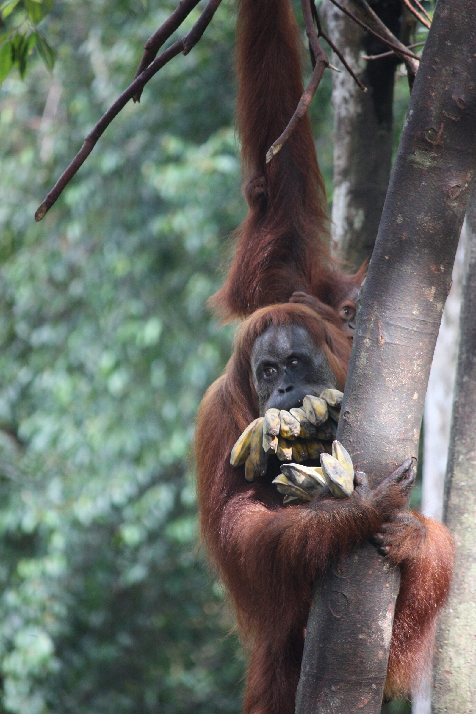 Hutan Leuser